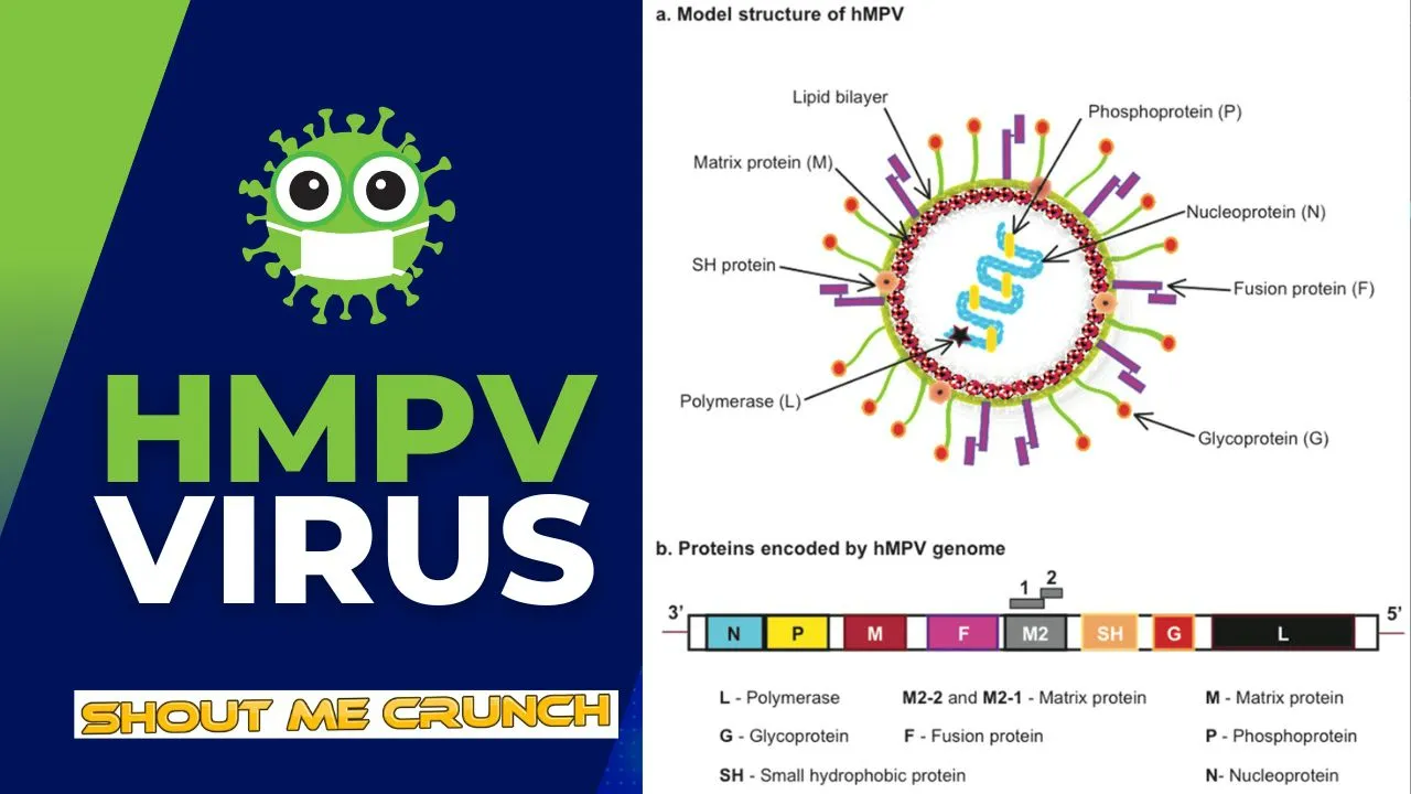 HMPV virus